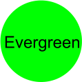 Evergreen